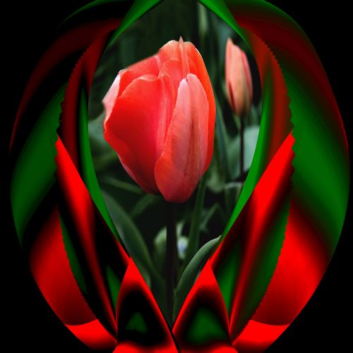 Image een beauty deze prachtige rode tulp
